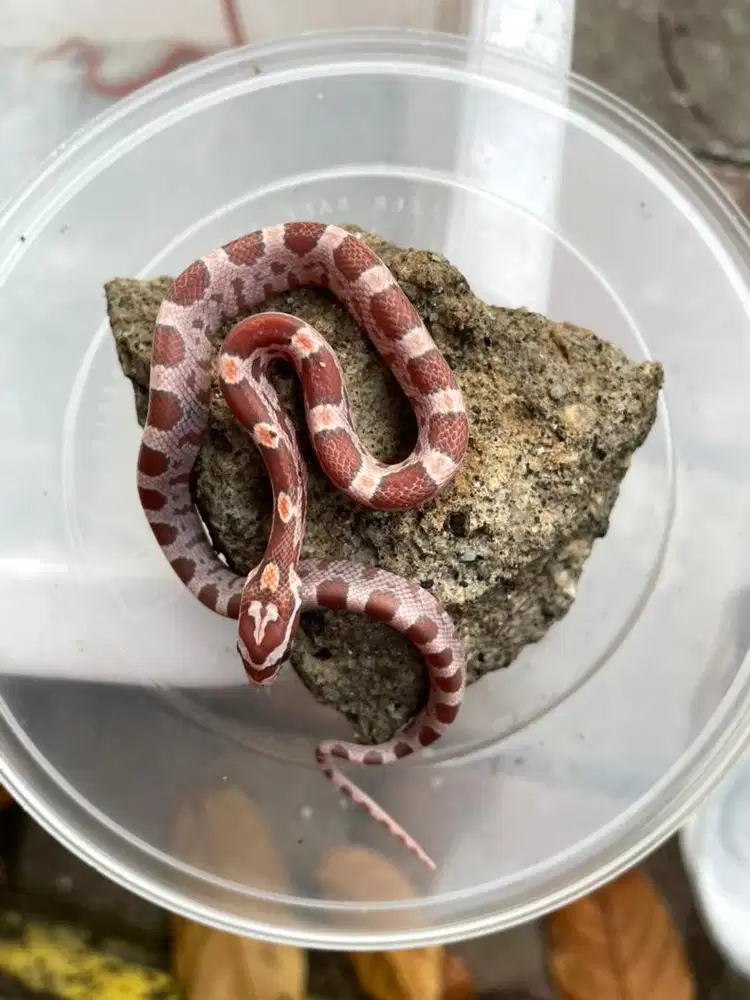 Corn snake babby ultraamel