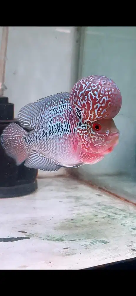 Ikan louhan supered dragon 13 cm