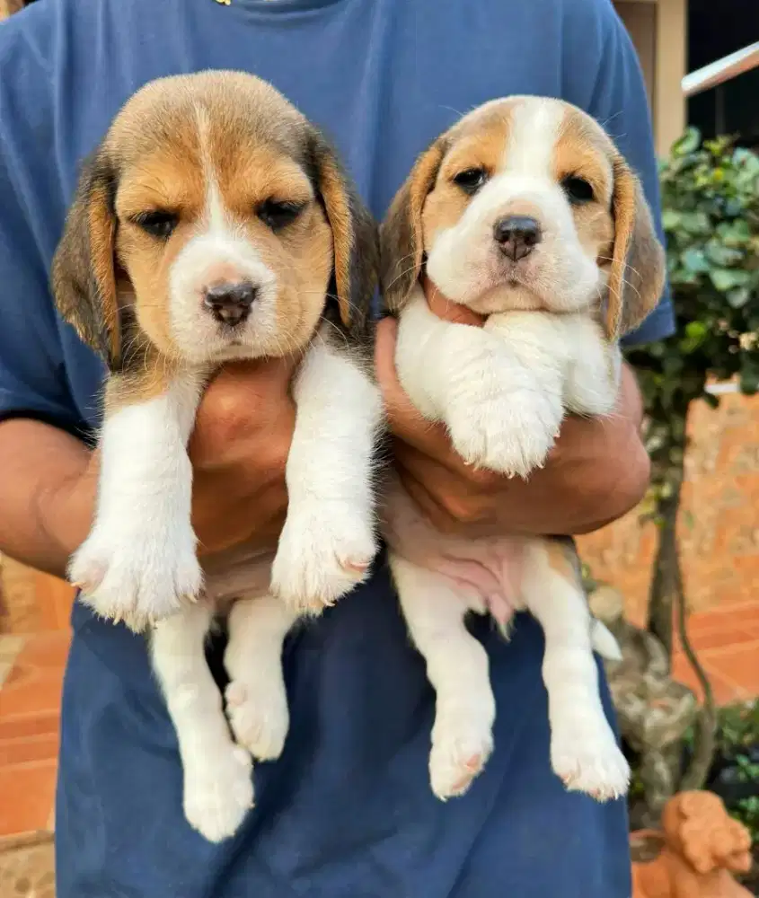 DIJUAL ANJING BEAGLE