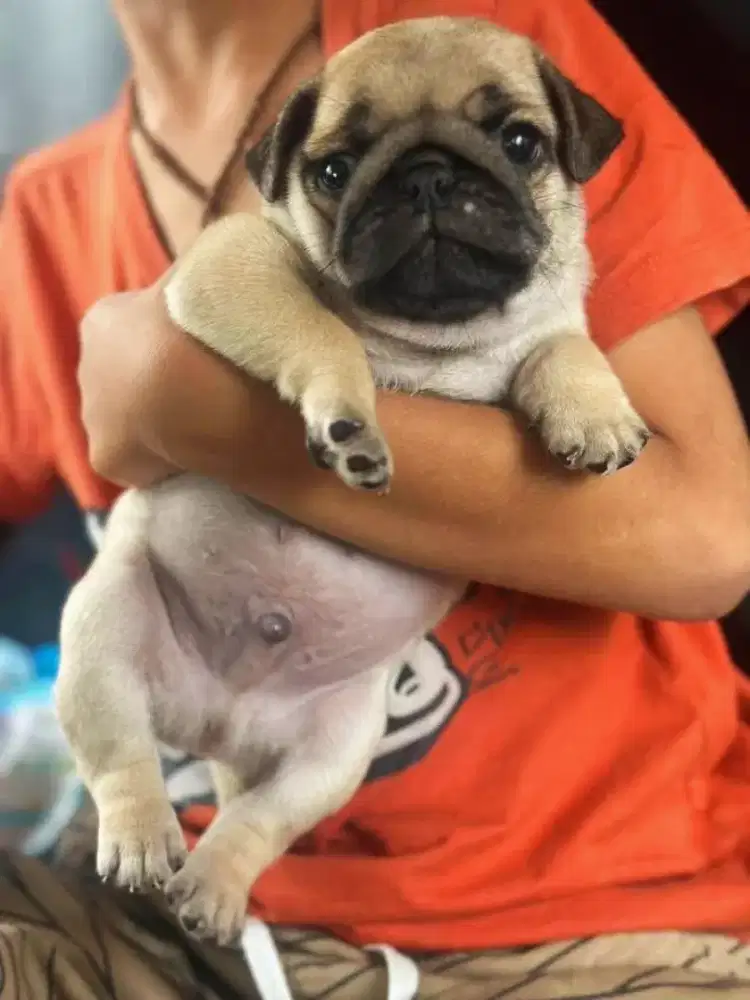 DIJUAL ANJING PUG