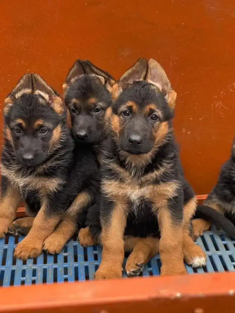 DIJUAL ANJING HERDER GSD