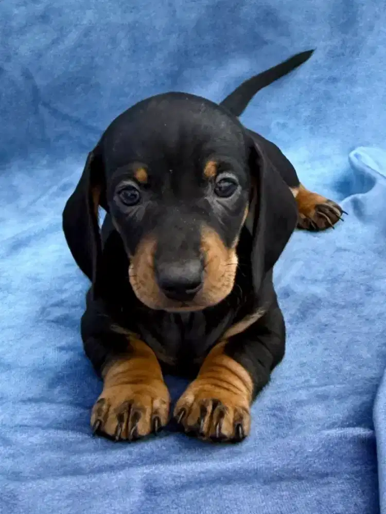 DIJUAL ANJING TEKEL DACHSHUND