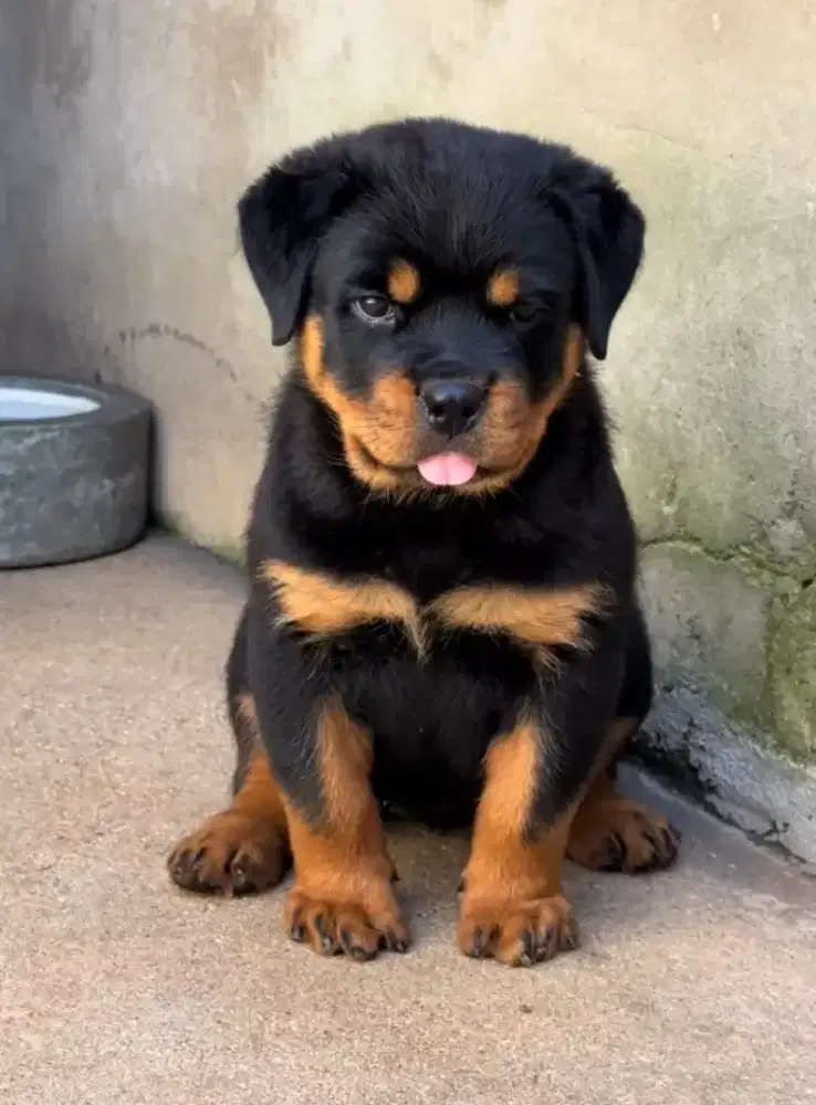 DIJUAL ANJING ROTTWEILER