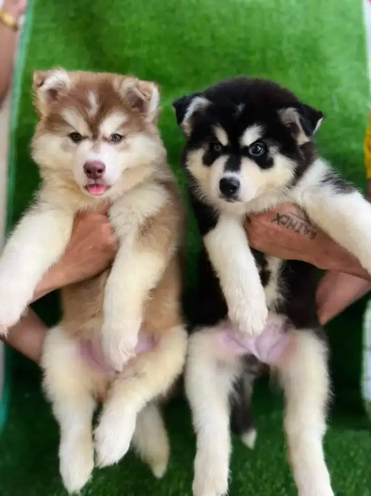 DIJUAL ANJING SIBERIAN HUSKY