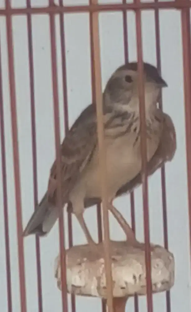Burung branjangan gacor