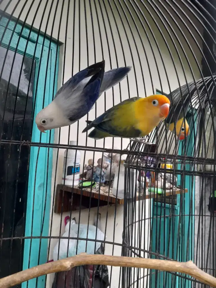 Burung lovbird biola violet