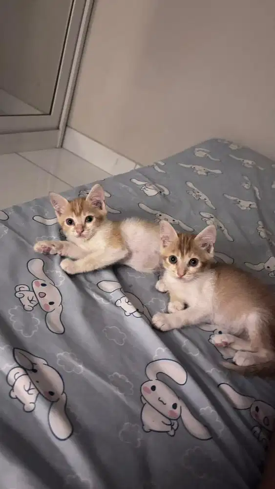Kucing mixdom lucu
