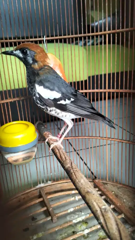 Anis kembang muda