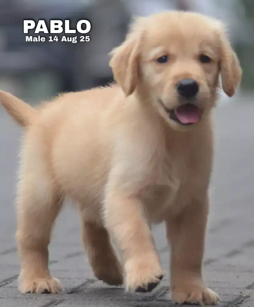 Golden jantan •PABLO•