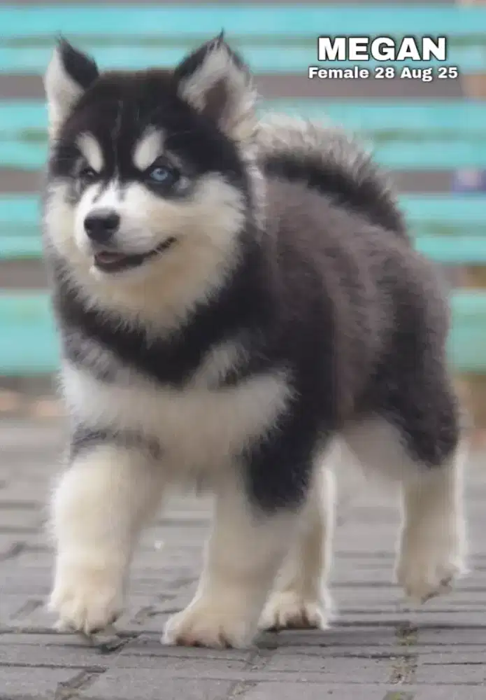 Siberian Husky hitam betina •MEGAN•