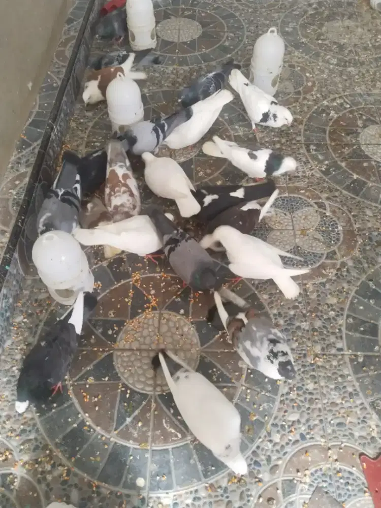 5 Pasang Burung Dara import Kolongan