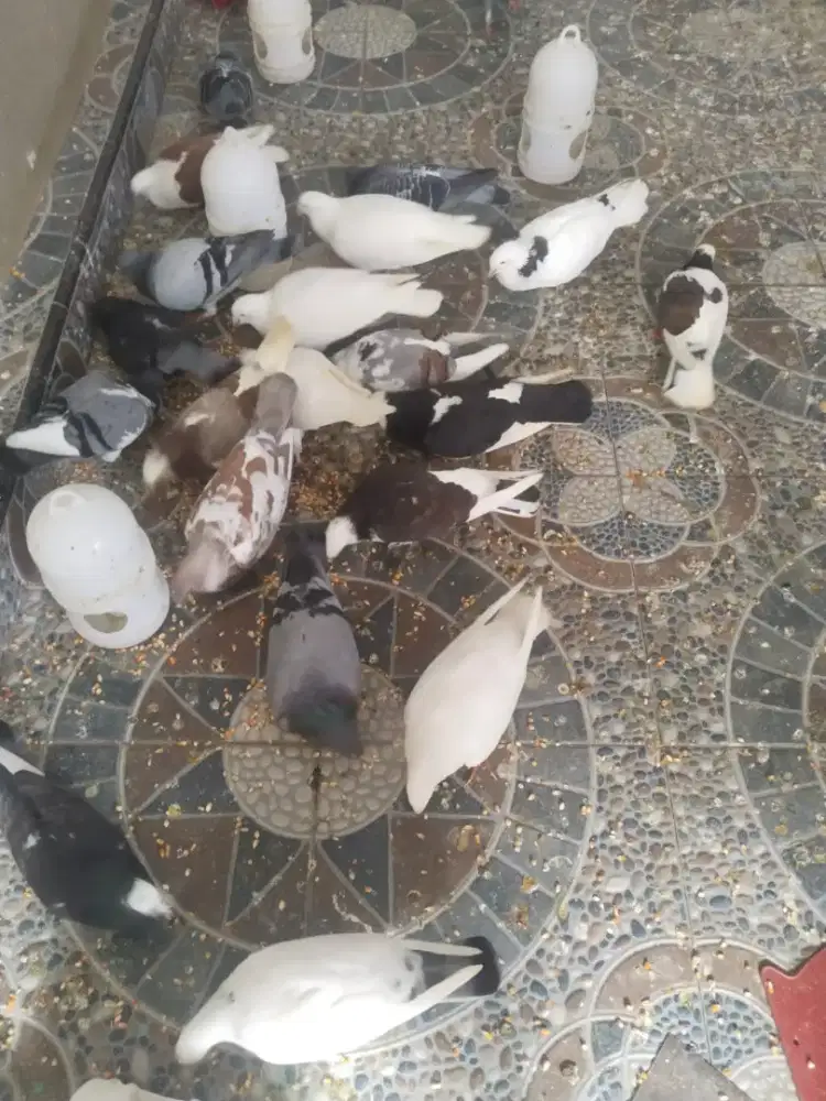 Promo Burung Dara Import Kolongan Harga Murah