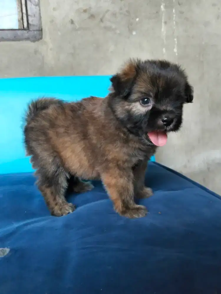 Anjing pom jantan