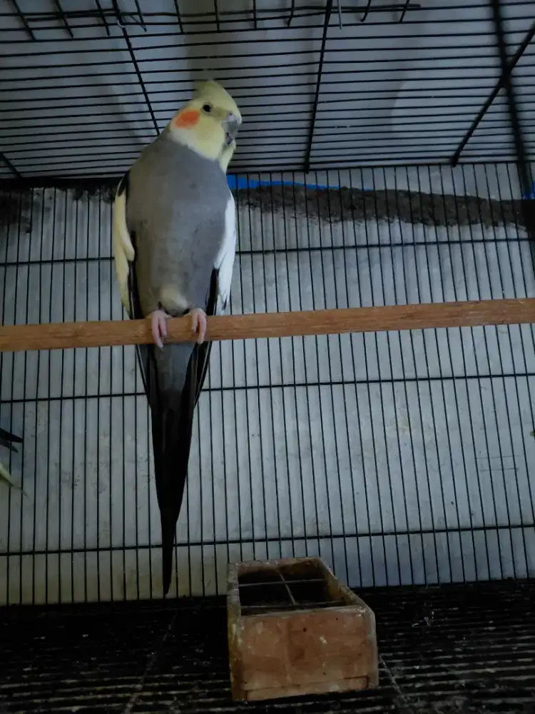 Falk australia grey jantan siul