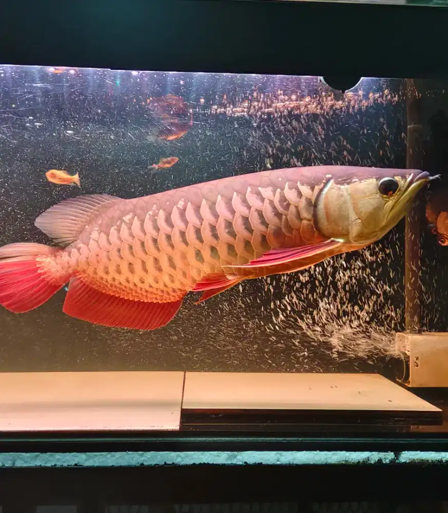 Ikan arowarna golden red HB jumbo
