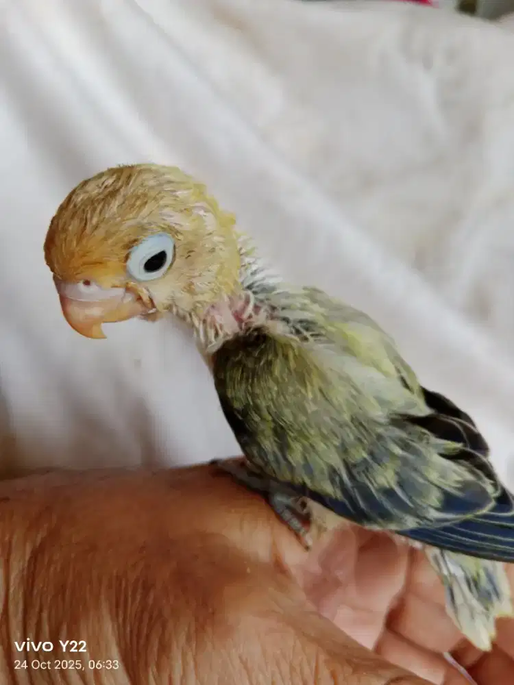 Lovebird biola PB Ewing vio love bird lolohan