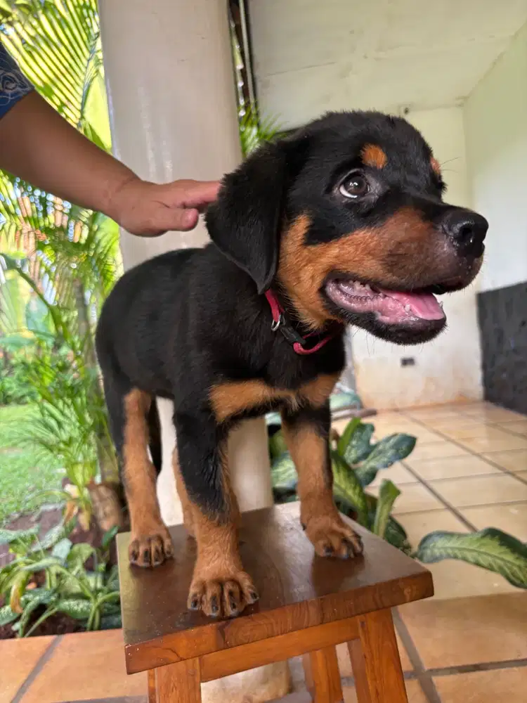 Jual Rottweiler Anakan (Puppies)