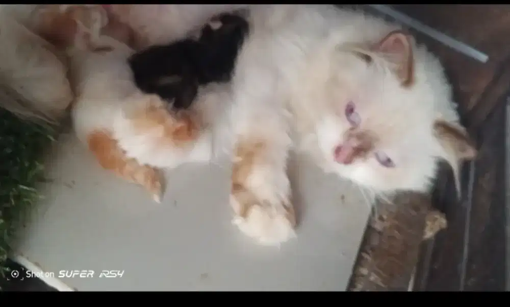 Ragdoll Himalaya bawa anak