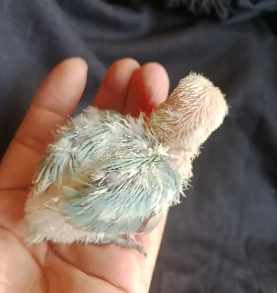 Lovebird biola aqua love bird lolohan