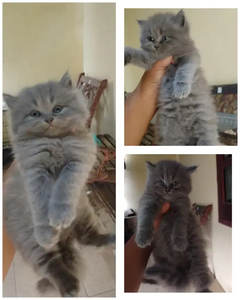 Kucing persia longhair