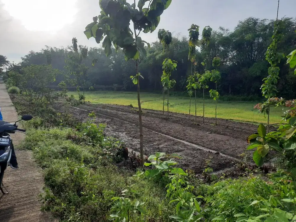 Di jual tanah sawah dan ladang
