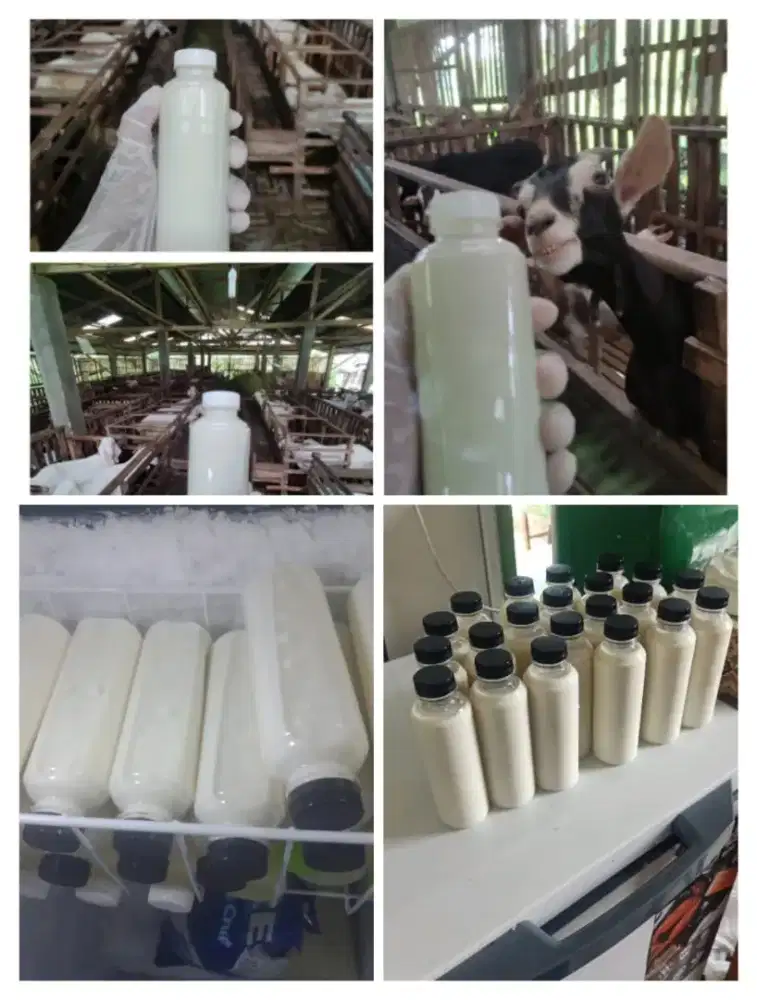 Susu kambing murni