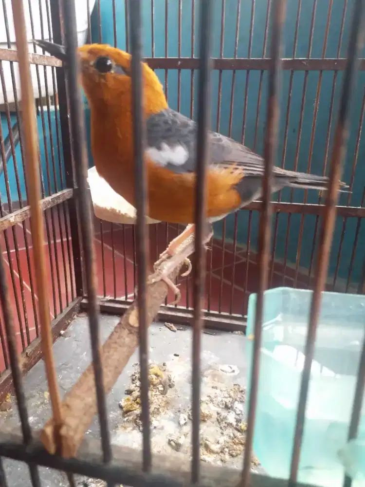 Jual anis merah jantan mapan jinak