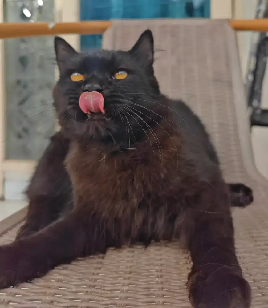 Kitten Persia JANTAN Hitam Solid