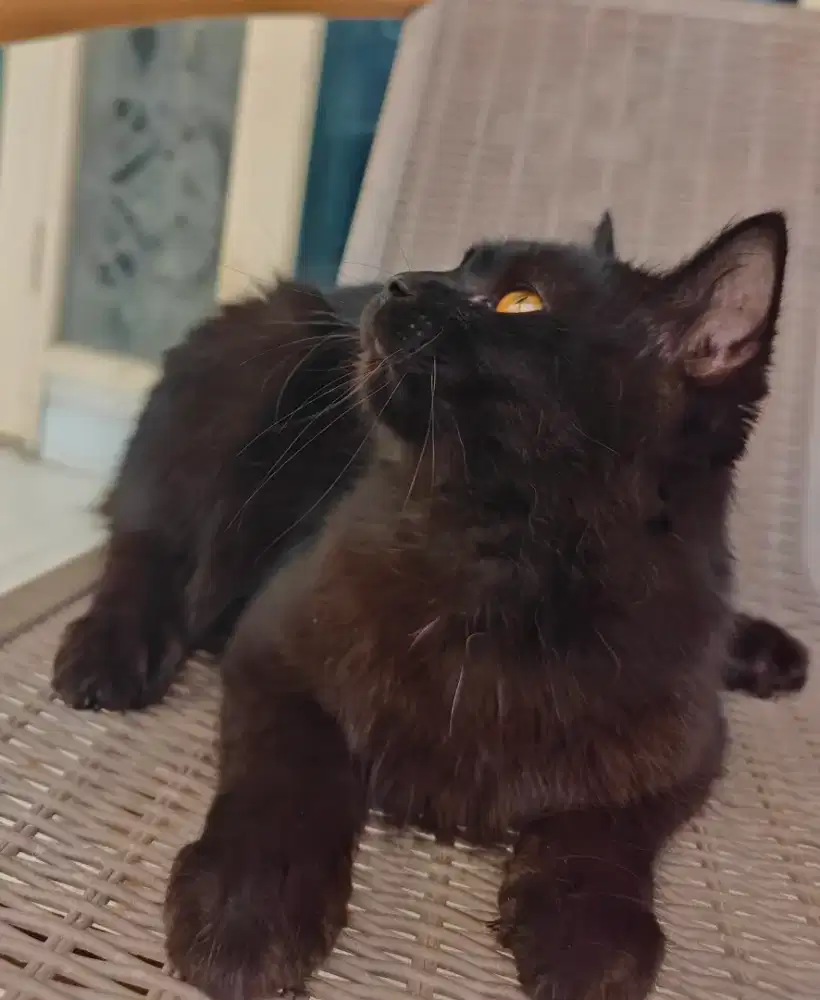 Kucing Persia JANTAN 6 bln Hitam Solid