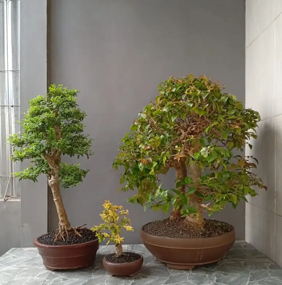 Bonsai hias ada 3 pohon siap pajang