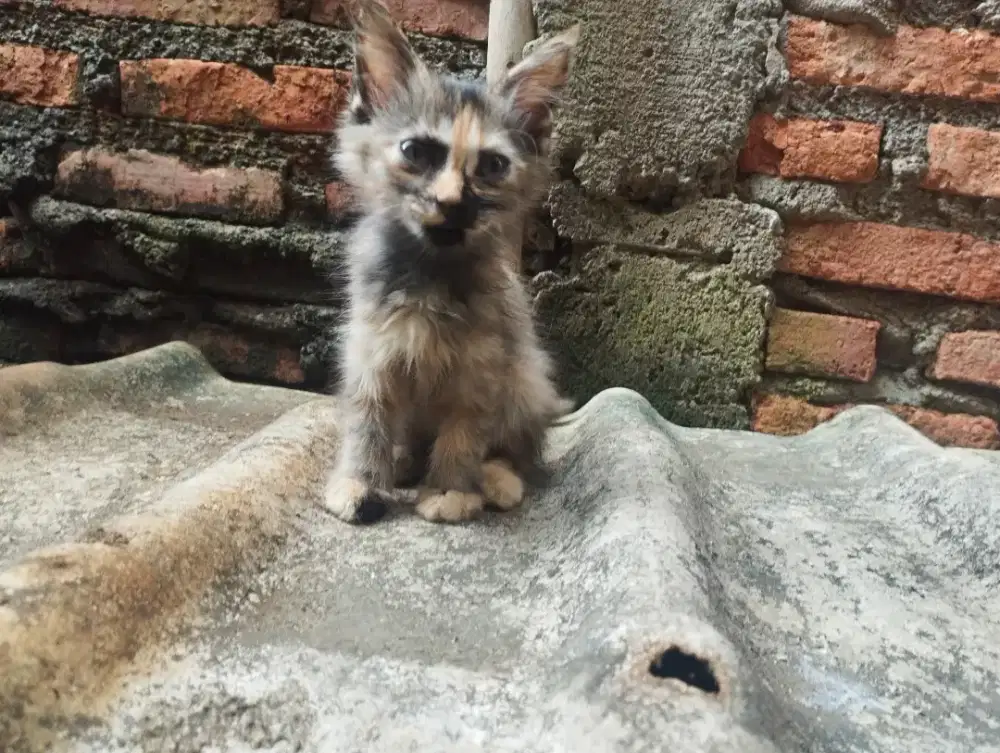 Lepas adopsi saja, kucing betina