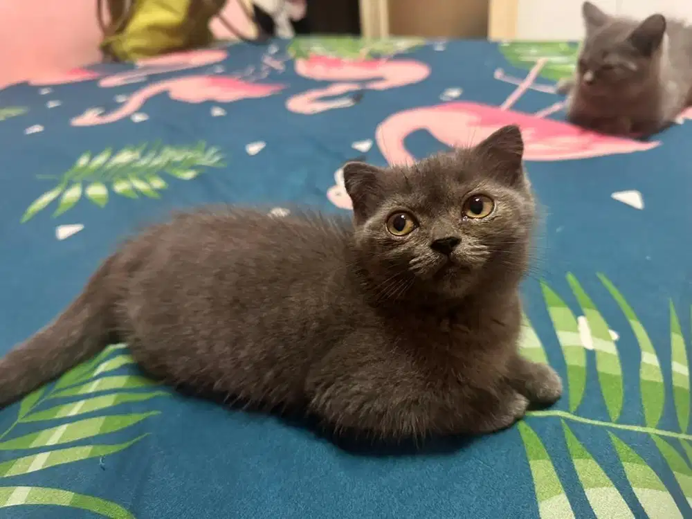 Kucing British Shorthair Kitten