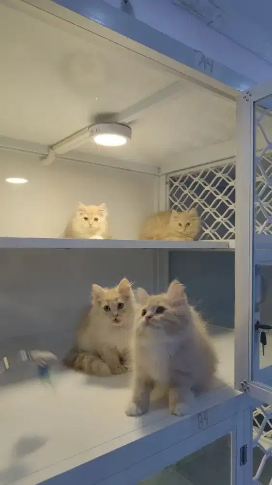 Kucing kitten ras persia longhair