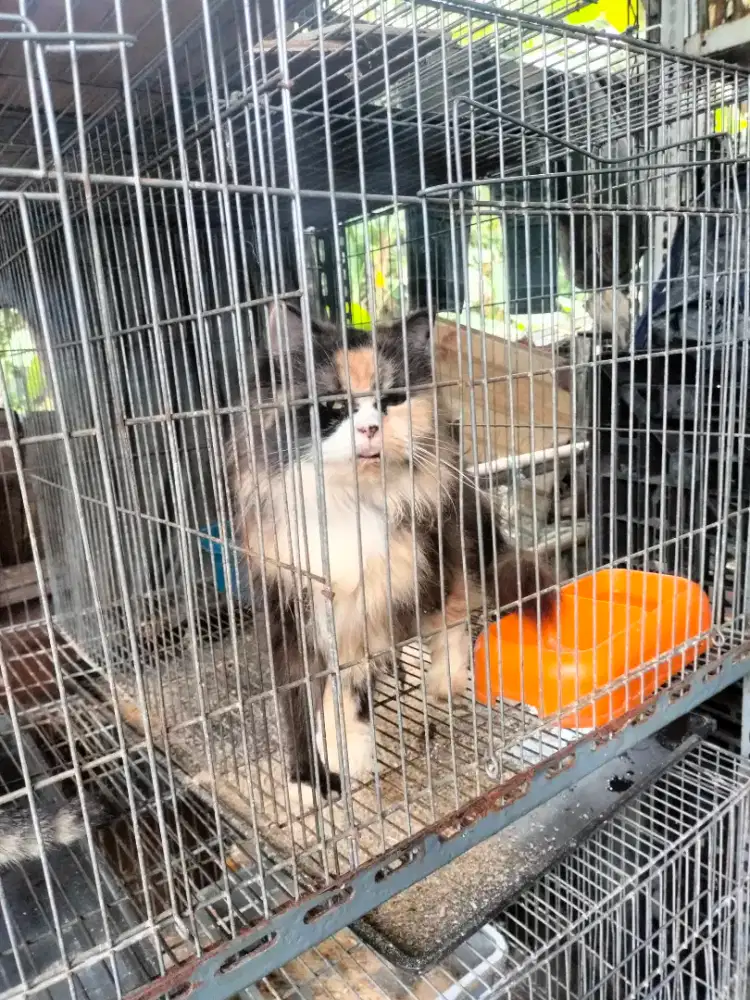Borongan kucing Persia