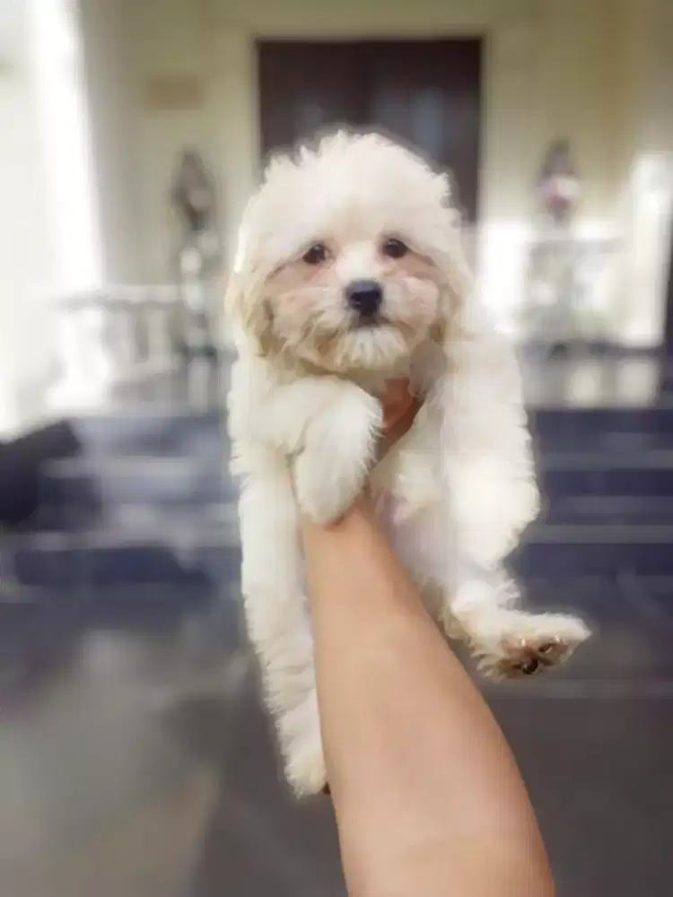 DIJUAL ANAK ANJING SHIHPOO