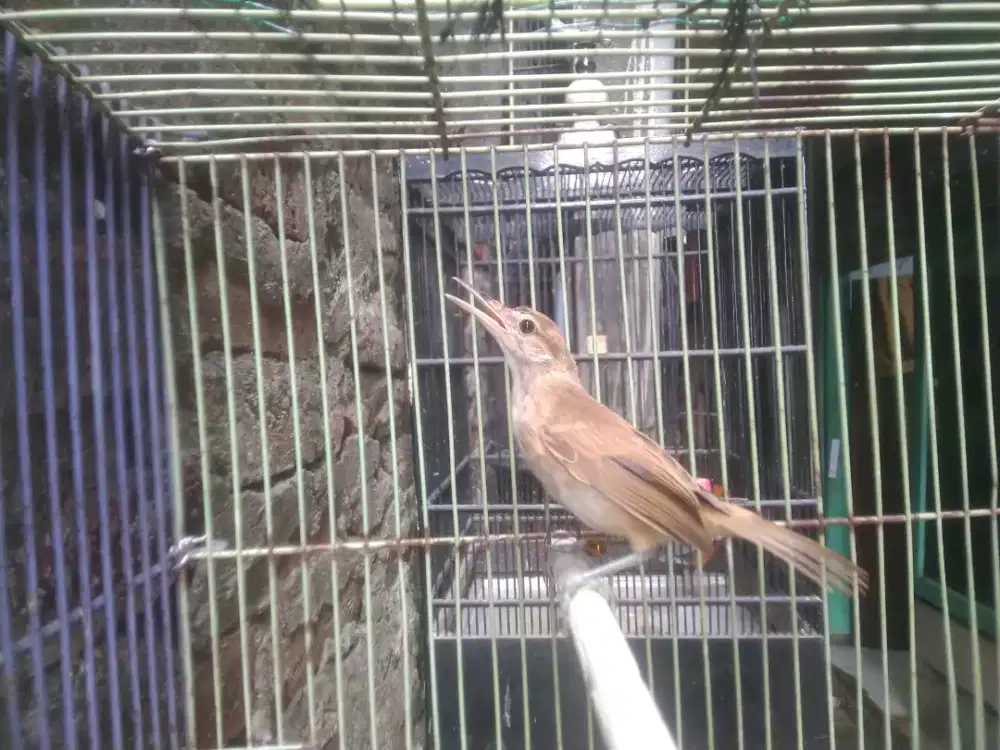 Kerak basi alis putih