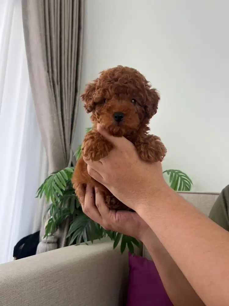 Apricot dan Red Toy Poodle Jantan