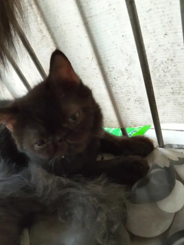 Kucing Exo wrn hitam