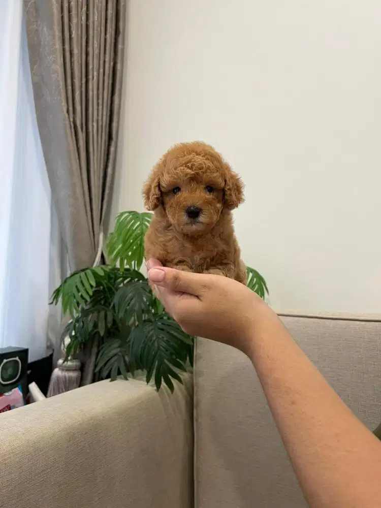 Apricot, Red Toy Poodle Jantan