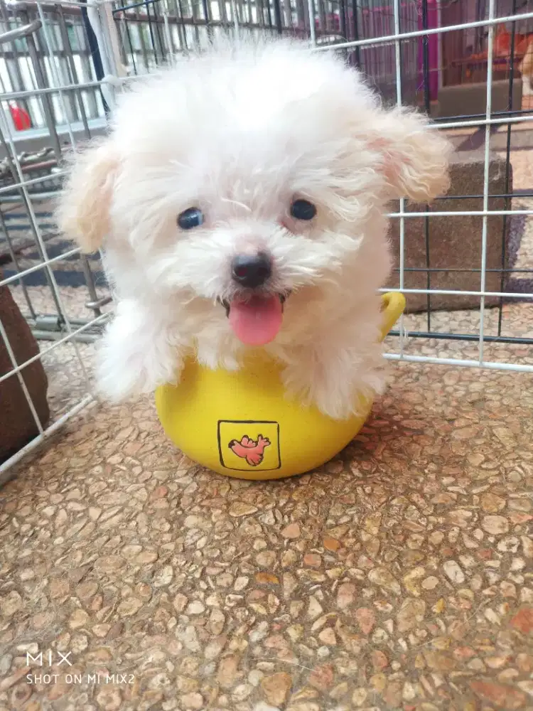 Tea Cup Poodle Jantan