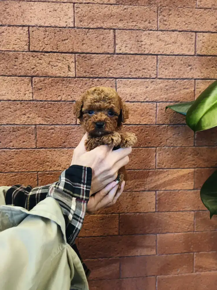 Dijual anjing bichon frise, poodle, yorkie