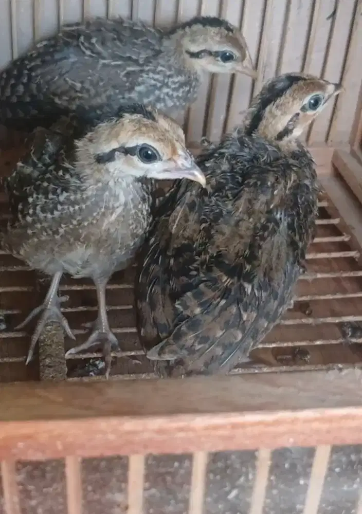 Anak ayam hutan hijau