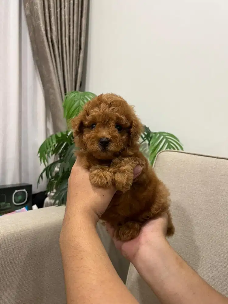 Toy Poodle Male Teddy Bear