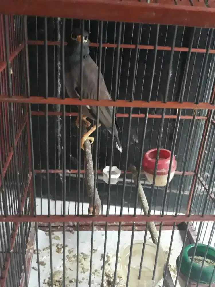 kerak batam suara bising mangut mangut