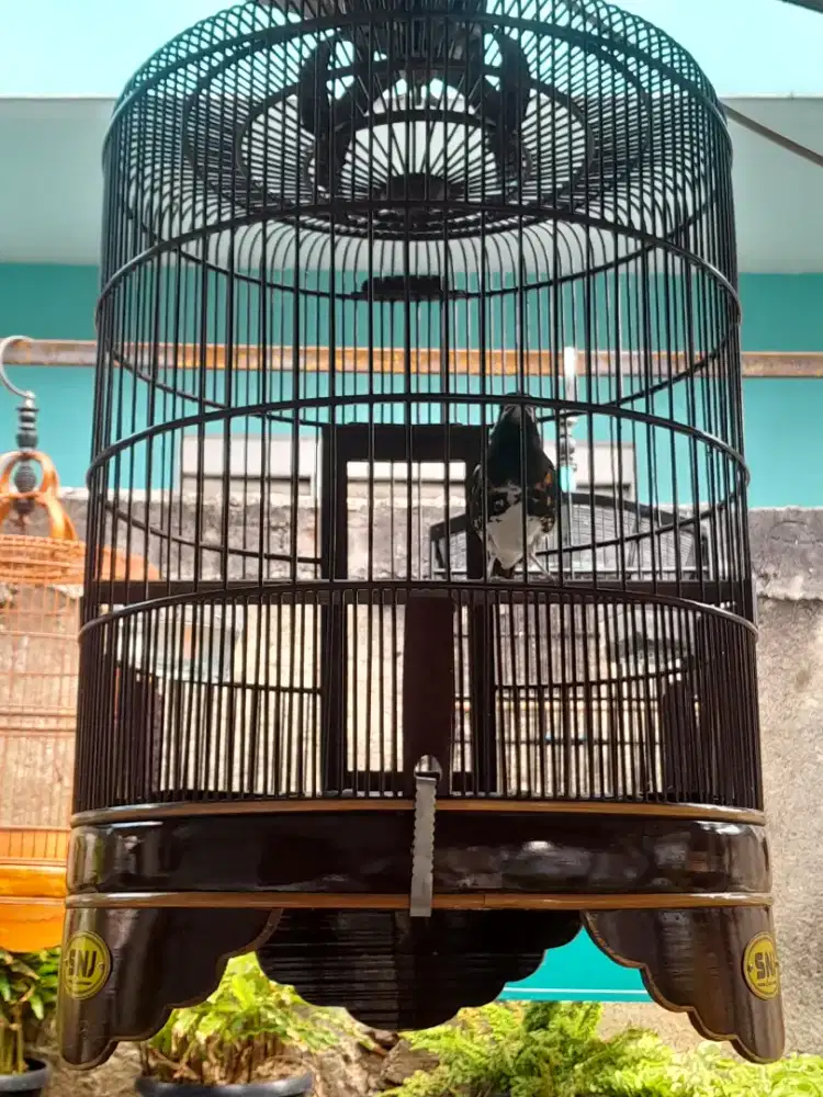 Anis macan jantan muda gacor