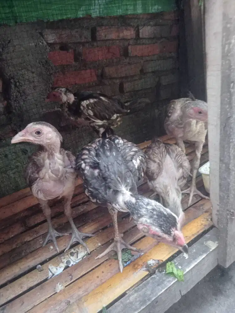 Anakan ayam PamaNgon 5 ekor betina&Jantan