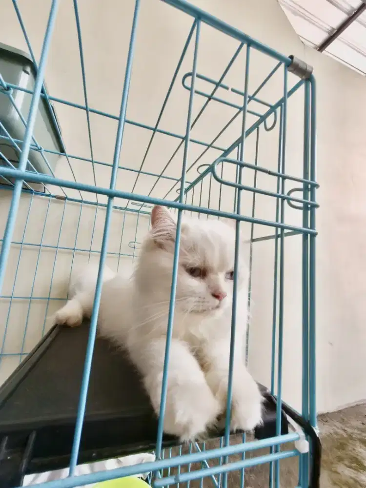Kucing Persia putih polos