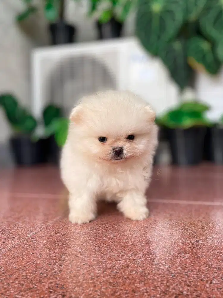 Pomeranian White