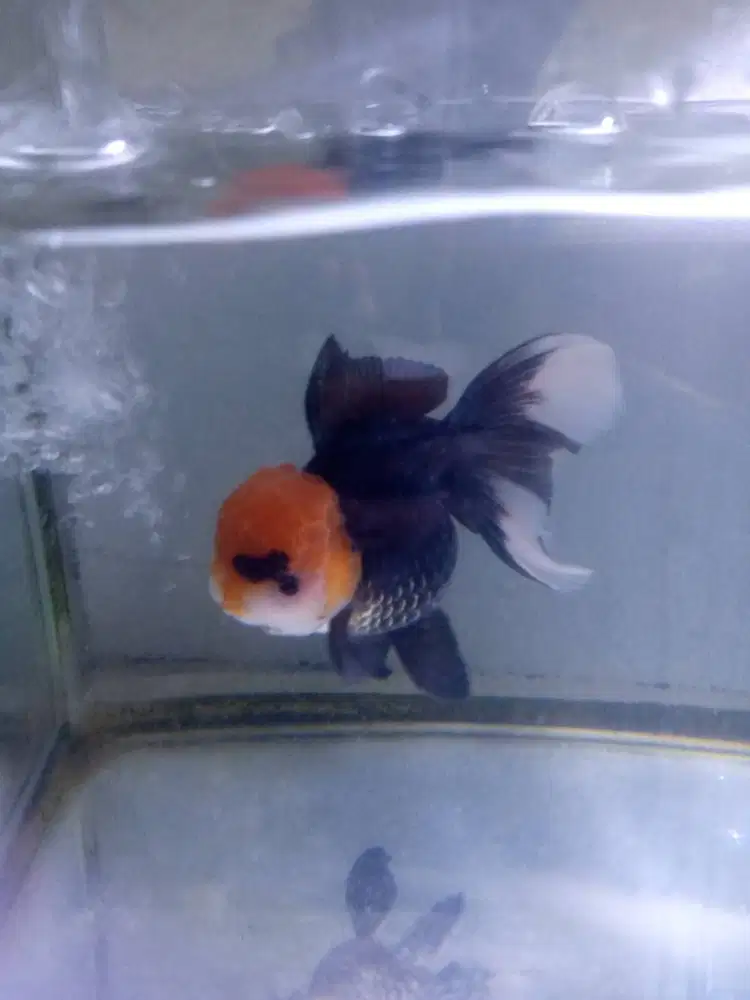 Ikan Langka Gold Koki Keemasan Besar