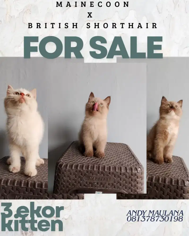 Mainecoon Mix British shorthair